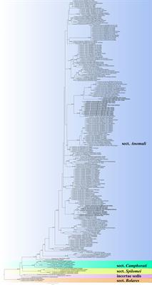 Enlargement of the knowledge of Cortinarius section Anomali (Agaricales, Basidiomycota): introducing three new species from China